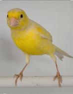 Te koop gezocht: originele Spaanse Timbrado-kanarie., Dieren en Toebehoren, Vogels | Kanaries
