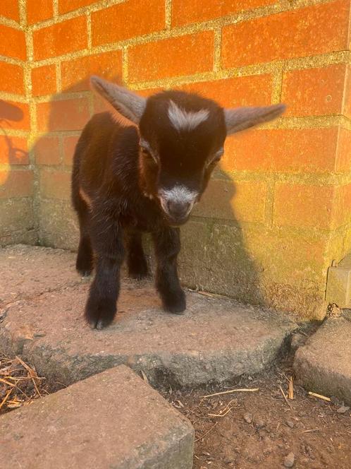 Dwerggeit bokjes, Dieren en Toebehoren, Schapen, Geiten en Varkens, Geit, Mannelijk, 0 tot 2 jaar