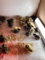 Eendags jumbo kwartels beschibaar, Dieren en Toebehoren, Pluimvee