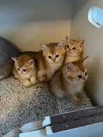 Brits korthaar kittens, Dieren en Toebehoren, Katten en Kittens | Raskatten | Korthaar, 0 tot 2 jaar, Kater, Gechipt