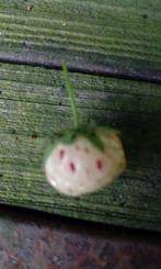 aardbei witte soort, Ophalen