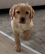 Mooie blonde Labrador pups, België, Fokker | Hobbymatig, CDV (hondenziekte), 8 tot 15 weken