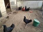 A yam cemani hennen, Dieren en Toebehoren, Pluimvee, Vrouwelijk, Kip