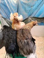 pondeurs colorants araucana/crème legbar/marans 0499/082381, Animaux & Accessoires, Volatiles, Femelle, Poule ou poulet