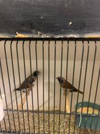 Dwergrietvinken, Dieren en Toebehoren, Vogels | Overige Vogels, Meerdere dieren, Tropenvogel, Geringd