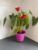 Plante d’intérieur, Huis en Inrichting, Kamerplanten, Ophalen, Overige soorten, Halfschaduw, In pot