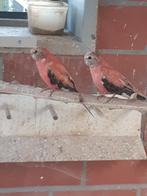 Bourkes, Dieren en Toebehoren, Meerdere dieren, Parkiet, Geringd