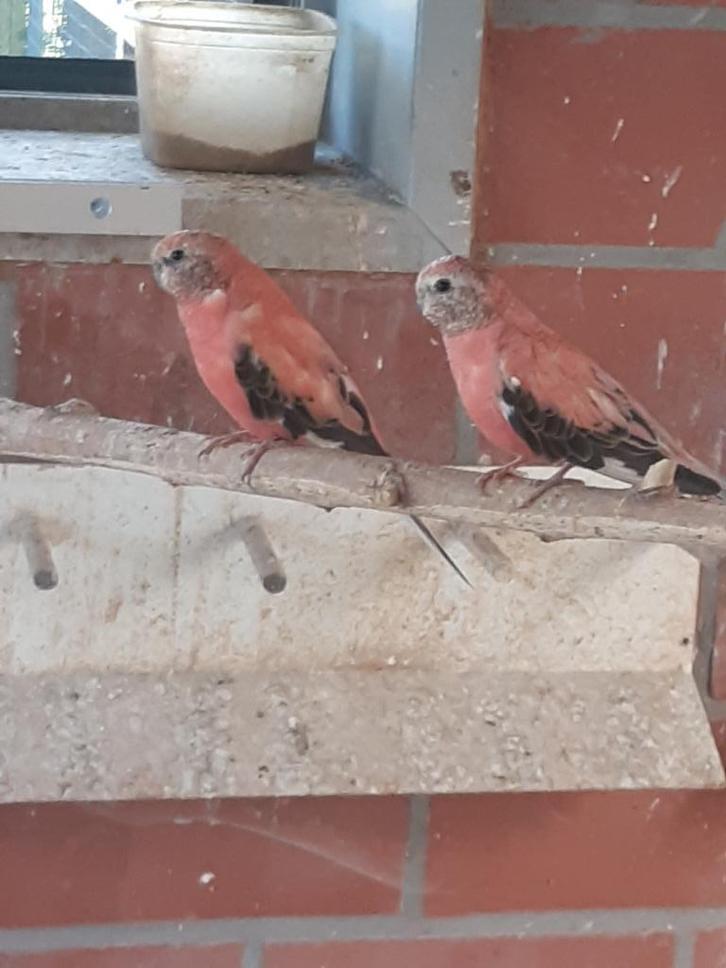 Bourkes, Dieren en Toebehoren, Vogels | Parkieten en Papegaaien, Parkiet, Meerdere dieren, Geringd