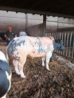 Dekstier, Dieren en Toebehoren, Runderen