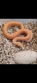 Koppeltje nakweek Pituophis catenifer Sayi (bullsnake), Dieren en Toebehoren, Reptielen en Amfibieën