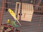 Koppel grasparkieten, Dieren en Toebehoren, Vogels | Parkieten en Papegaaien