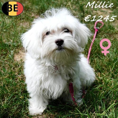 Millie - Maltezer pupje te koop, Dieren en Toebehoren, Honden | Chihuahua's en Gezelschapshonden, Teef, Maltezer, Handelaar, Eén hond