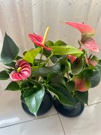 Anthurium rouge & rose, Huis en Inrichting, Kamerplanten, Ophalen