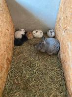 Dwergkonijnen, Plusieurs animaux, Nain, 0 à 2 ans