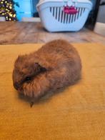Cavia zeug + zeugje te koop, Cavia, December, Vrouwelijk, Tam