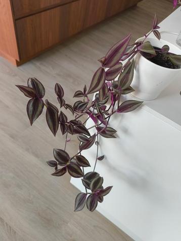 tradescantia zebrina, mooie hangplant beschikbaar voor biedingen