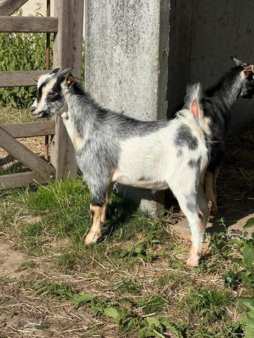 Blauwschimmel bont tan bokje beschikbaar voor biedingen
