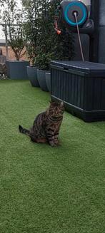 Europese kater teiger, Dieren en Toebehoren, Katten en Kittens | Raskatten | Korthaar, Kater