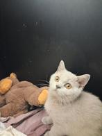 Britse korthaar, Plusieurs animaux, Vermifugé, 0 à 2 ans