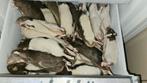 Voederratten diepvries 150 a 200 gram 1€ per stuk