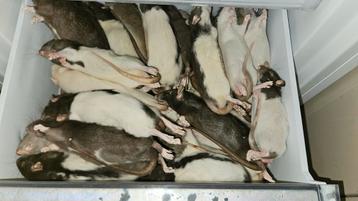 Voederratten diepvries 150 a 200 gram 1€ per stuk  beschikbaar voor biedingen