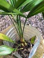 Trachycarpus fortunei, Tuin en Terras, Planten | Tuinplanten, Ophalen, Vaste plant