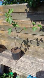 VIJGENBOOM, Tuin en Terras, Ophalen, Volle zon, Overige soorten, Minder dan 100 cm