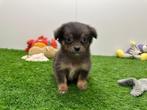 Chihuahua pups, België, 8 tot 15 weken, CDV (hondenziekte), Meerdere
