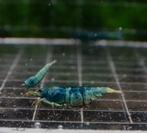 Bleu bolts, Dieren en Toebehoren, Pluimvee