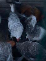 Haantjes, Dieren en Toebehoren, Pluimvee