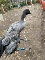 Loopeend man woerd, Dieren en Toebehoren, Pluimvee, Mannelijk, Eend