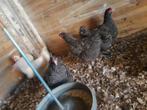3 mechelse koekoek en 2 sussex  hennen, Femelle, Poule ou poulet