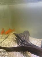 2 goudvissen met aquarium, Dieren en Toebehoren, Vis