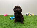 Cockapoo pups, België, 8 tot 15 weken, CDV (hondenziekte), Meerdere