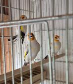 Distelvink mannen van 2025, Dieren en Toebehoren, Vogels | Overige Vogels, Mannelijk