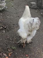 Mooie brama columbia groothoenders, Dieren en Toebehoren, Meerdere dieren, Kip