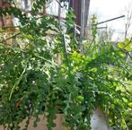 Plante cactus zig zag géante, Huis en Inrichting, Kamerplanten, Ophalen, Cactus, Minder dan 100 cm