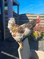 Jonge barnevelder haan, Dieren en Toebehoren, Mannelijk, Kip