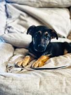 Belgische Duitse herder pups te koop, Dieren en Toebehoren, CDV (hondenziekte), Meerdere, 8 tot 15 weken, Meerdere dieren