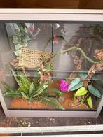 Terrarium, Enlèvement, Comme neuf, Terrarium ou Paludarium