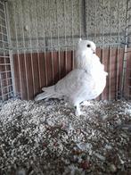 Oud-Oosterse Meeuw, Dieren en Toebehoren, Vogels | Duiven