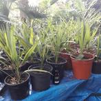 palmbomen, Tuin en Terras, Planten | Bomen, In pot, Minder dan 100 cm, Lente, Volle zon