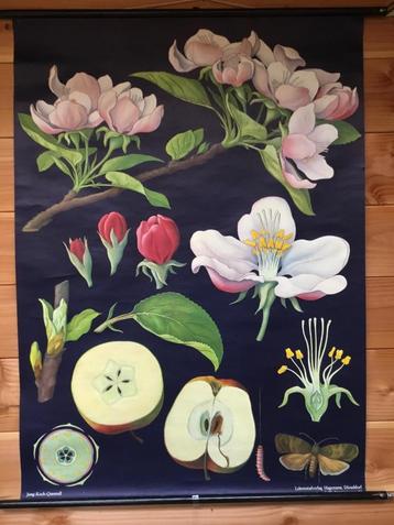 Oude botanische schoolplaat “ Appel bloesem “