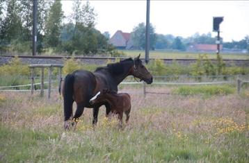 Fokmerries en jonge paarden  beschikbaar voor biedingen