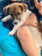 Jack russell Pups, Dieren en Toebehoren, Honden | Jack Russells en Terriërs, België, Particulier, Jack Russell Terriër, CDV (hondenziekte)