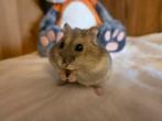 Russische dwerghamster vrouw, Dieren en Toebehoren, Knaagdieren, Februari, Vrouwelijk, Hamster