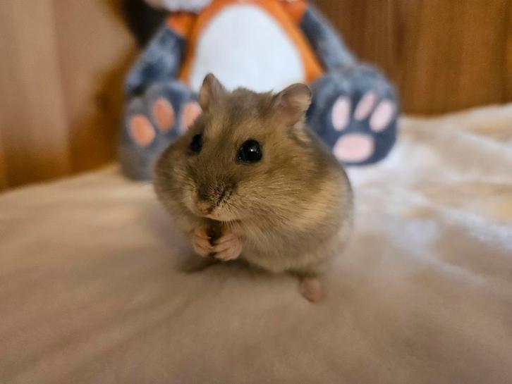 Russische dwerghamster vrouw, Dieren en Toebehoren, Knaagdieren, Vrouwelijk, Hamster, Februari