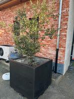 Bloembak, Tuin en Terras, Ophalen