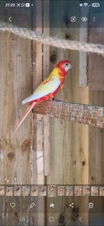 Koppel rosella 2025 onverwant, Dieren en Toebehoren, Vogels | Parkieten en Papegaaien, Meerdere dieren, Parkiet, Geringd