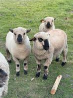 Kudde Hampshire down schapen, Mouton, Plusieurs animaux